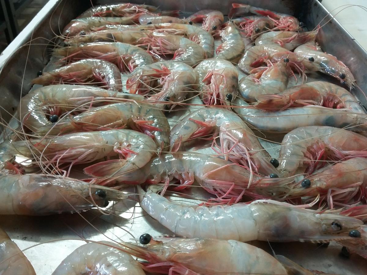 Pousada Chef Brasil Barra Velha (Santa Catarina) Exterior foto